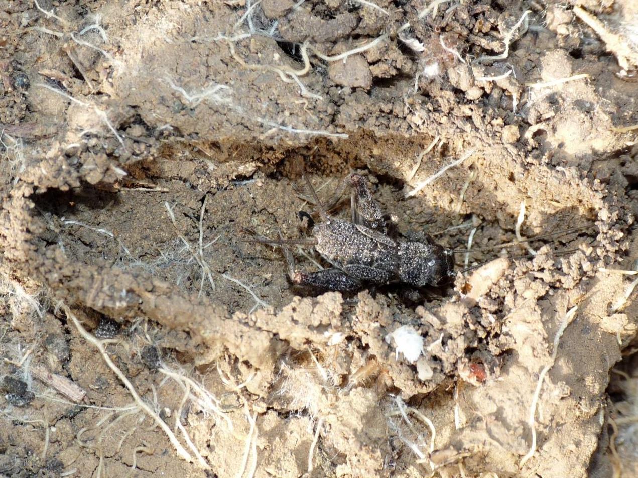 Ninfa di Eumodicogryllus bordigalensis scura (femmina) in tana.